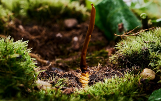 雪域珍寶：探秘那曲純野生新鮮冬蟲夏草