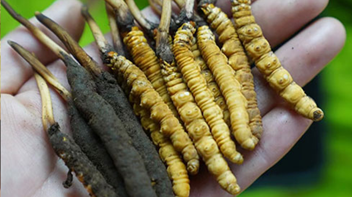 鮮冬蟲(chóng)夏草如何打粉末保存？實(shí)用指南來(lái)了
