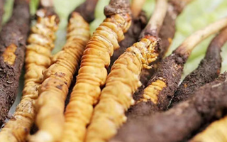 鮮冬蟲夏草能存放多久？科學(xué)保存指南來了