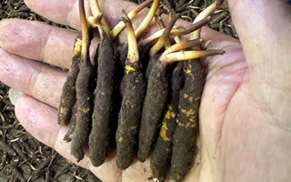 3000 條蟲草一克是幾只？深入解析蟲草規(guī)格與重量關系? ? ? ?