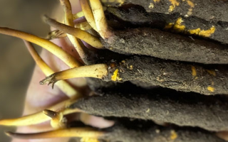 蟲草怎么存放比較好？科學保存指南