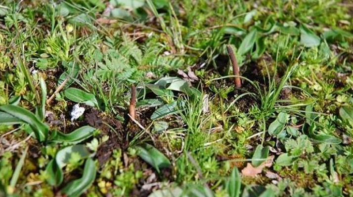 新鮮蟲草的保存秘籍