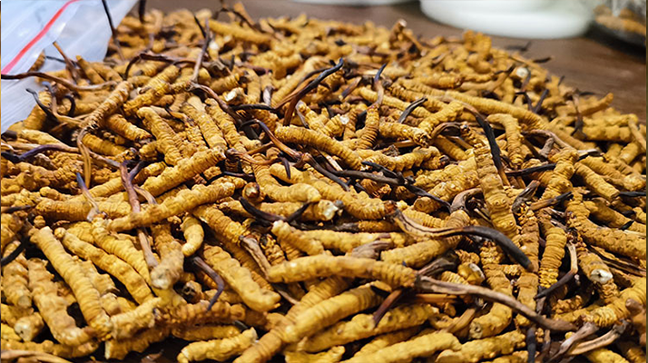 <a href=http://m.anyvice.com/ target=_blank class=infotextkey>冬蟲(chóng)夏草</a>市場(chǎng)價(jià)格解碼：從黃金克價(jià)到價(jià)值迷霧