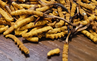 斷的冬蟲夏草有效果嗎？一文揭開真相