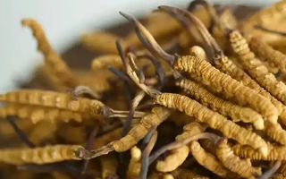 每天吃冬蟲(chóng)夏草有什么好處