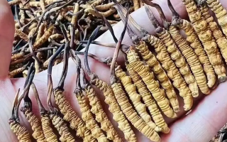 野生冬蟲夏草價格表詳解