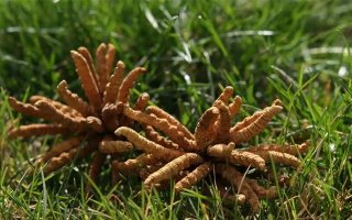 正宗冬蟲(chóng)夏草一斤多少錢(qián)？多因素交織下的價(jià)格解析