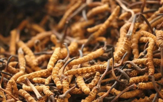 冬蟲夏草有什么好處？解密天然滋補(bǔ)品的多重健康價(jià)值