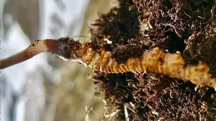 <a href=http://m.anyvice.com/xinxian/ target=_blank class=infotextkey>新<a href=http://m.anyvice.com/xinxian/ target=_blank class=infotextkey>鮮冬蟲夏草</a></a>干刷技巧全解析