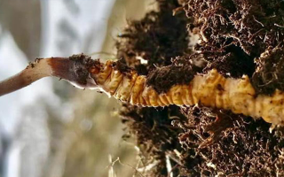 探秘純天然野生新鮮冬蟲夏草：滋補(bǔ)珍品的自然饋贈(zèng)