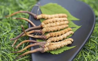 新鮮松茸冬蟲夏草怎么吃？滋補雙珍的美味搭配指南