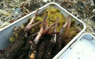 冬蟲夏草怎么辨別養(yǎng)殖的？掌握 5 大鑒別要點(diǎn)