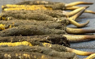 新鮮冬蟲夏草可以泡水喝嗎？正確方法與功效解析