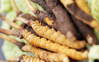 冬蟲夏草適合產后婦女嗎？科學滋補與恢復指南