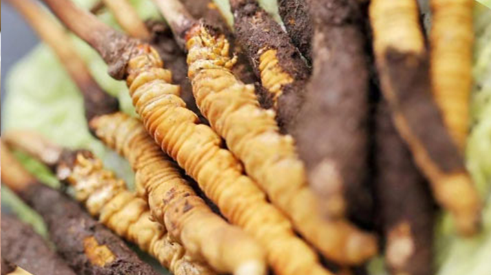 水煮<a href=http://m.anyvice.com/xinxian/ target=_blank class=infotextkey>鮮冬蟲夏草</a>的最佳方法：鎖住營養(yǎng)的科學(xué)烹煮指南