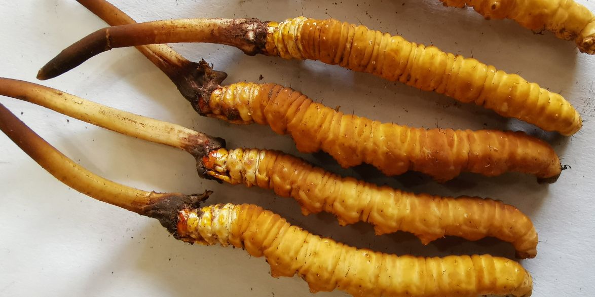 冬蟲夏草燉鮮鮑排骨湯:秋冬滋補(bǔ)的養(yǎng)生佳品