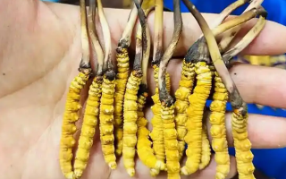 冰鮮冬蟲夏草能吃嗎？科學解讀與食用指南