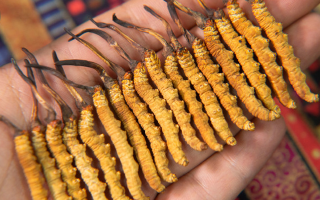 西洋參、陳皮與冬蟲夏草：三味協(xié)同的養(yǎng)生智慧