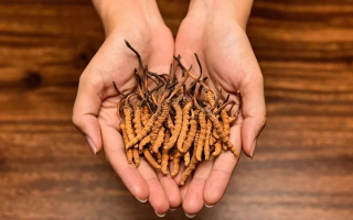 冬蟲(chóng)夏草燉什么瘦肉好