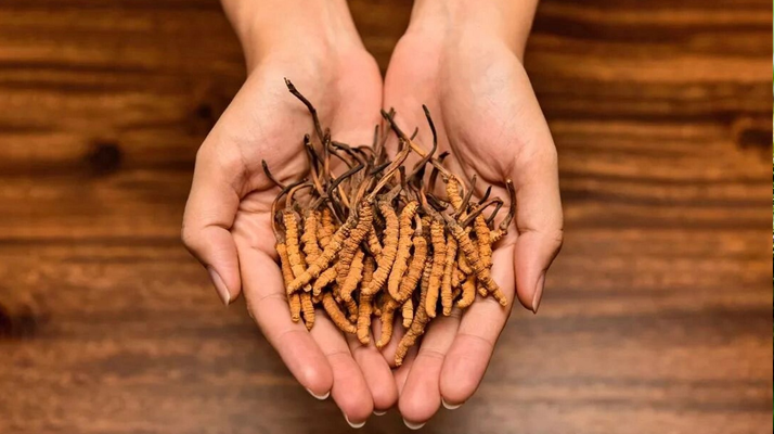 去哪里買真冬蟲夏草?揭秘正品蟲草的可靠購買渠道