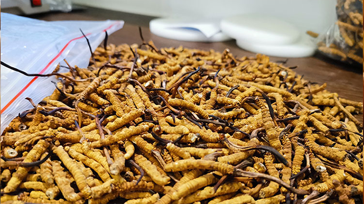 普通冬蟲夏草多少錢一斤？價(jià)格背后的品質(zhì)密碼