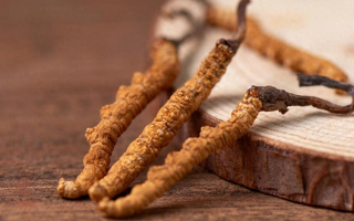 吃冬蟲夏草的好處有哪些？科學(xué)解讀這株"雪山黃金"的養(yǎng)生價值