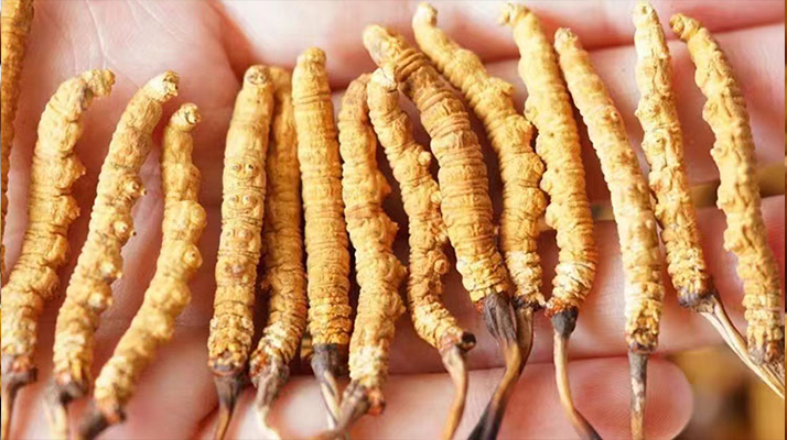 西藏冬蟲(chóng)夏草正宗嗎