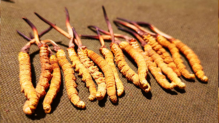 到底什么是冬蟲夏草