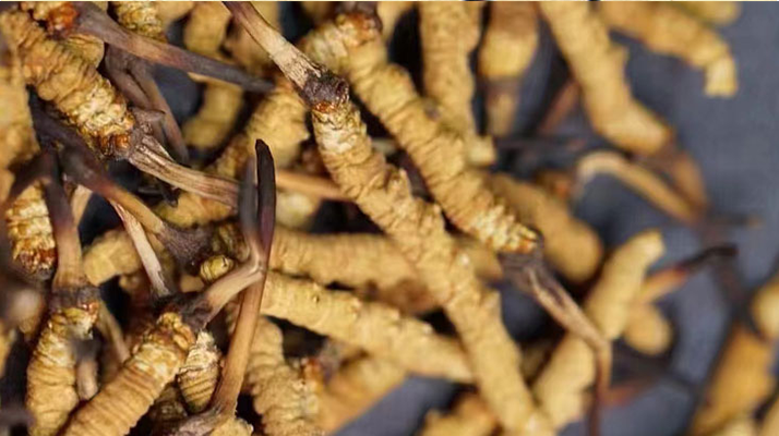 正宗<a href=http://m.anyvice.com/jiage/ target=_blank class=infotextkey>冬蟲夏草多少錢</a>一克