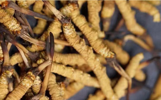 正宗冬蟲夏草多少錢一克