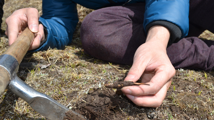 怎樣鑒別<a href=http://m.anyvice.com/tag/6.html target=_blank class=infotextkey>冬蟲夏草的產(chǎn)地</a>