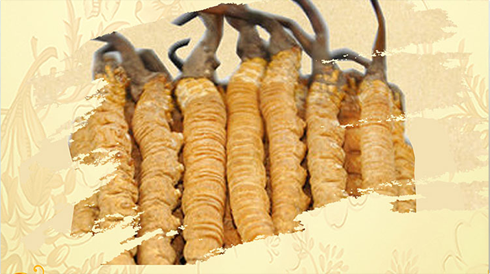 冬蟲夏草要燉多長時(shí)間