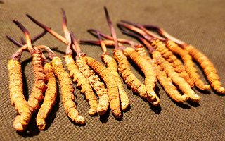 哪里購買正宗冬蟲夏草