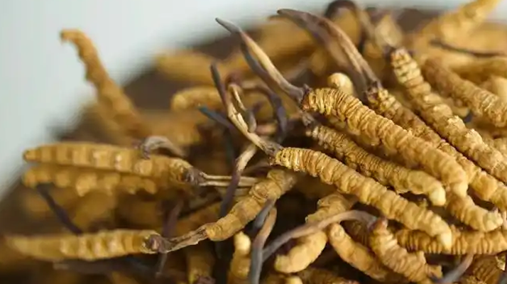 正宗冬蟲夏草頭期干草:高原珍品的品質之選