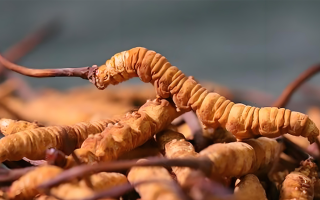 老人如何服用冬蟲(chóng)夏草