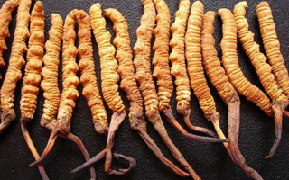 冬蟲夏草如何治百病？—— 科學(xué)看待滋補(bǔ)品的真實(shí)價值