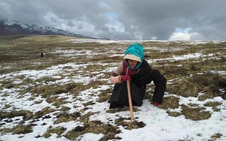 冬蟲(chóng)夏草的產(chǎn)地有哪里