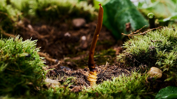 正宗那曲<a href=http://m.anyvice.com/xinxian/ target=_blank class=infotextkey>新<a href=http://m.anyvice.com/xinxian/ target=_blank class=infotextkey>鮮冬蟲夏草價(jià)格</a></a>