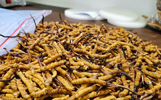 冬蟲(chóng)夏草干草鮮草哪個(gè)好