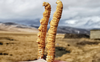 今年冬蟲夏草的行情走勢(shì)