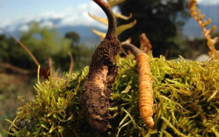 野生冬蟲夏草什么樣子