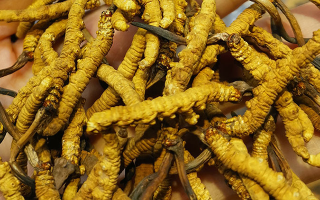 冬蟲(chóng)夏草吃多久有效果