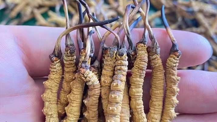 一盒冬蟲(chóng)夏草多少錢？從規(guī)格到定位的價(jià)格解析