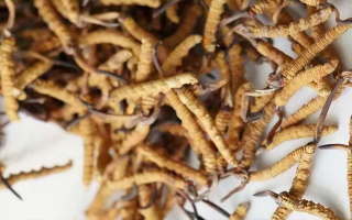 冬蟲夏草能打粉服用嗎？科學操作與服用指南