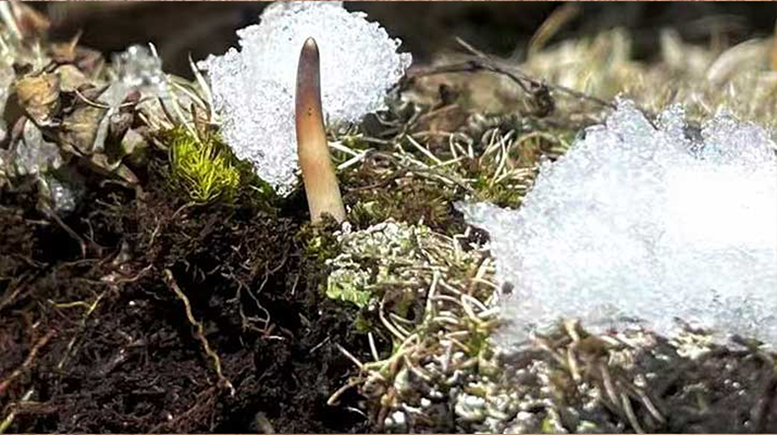 冬蟲夏草的起源:一場持續(xù)千年的生命奇跡探索