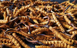 國際市場(chǎng)冬蟲夏草行情分析：從東方瑰寶到全球健康投資的戰(zhàn)略商品