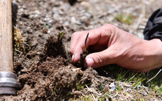 冬蟲夏草采摘全紀(jì)實(shí)：一場(chǎng)海拔4500米的生命接力