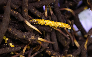 新鮮冬蟲夏草可以冷凍嗎？科學(xué)保存指南來了