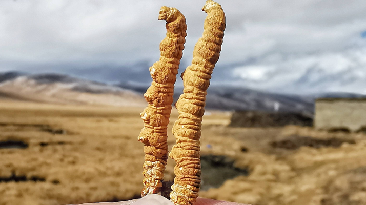 冬蟲夏草干了之后什么樣？