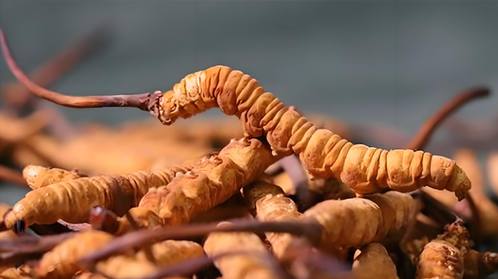 冬蟲夏草泡酒全攻略：所需材料、選材標準與準備指南